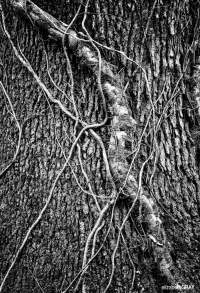 Old Tree