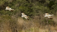 elg_3562-edit