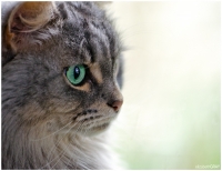 Siberian Cat