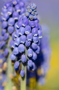 Grape Hyacinth
