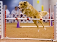 Reliant Center Dog Show 20