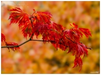 Maple Fall 1