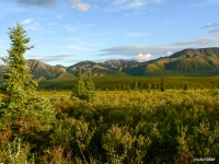 Denali Alaska