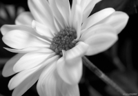 Daisy