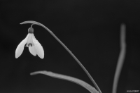 Snow Drop