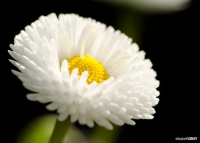 English Daisy