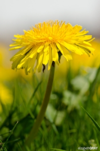 Dandelion