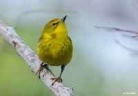Pine Warbler