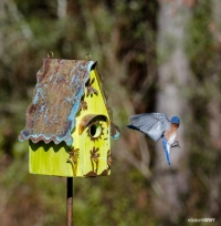Blue Bird 4 - Oops, I Forgot my Keys