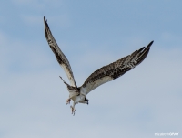 Osprey Flight
