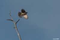 Cooper's Hawk Flight
