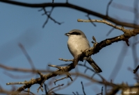 Shrike
