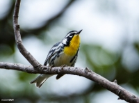 Yellow-Throated Warbler