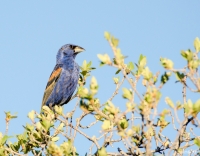 Blue Grosbeak