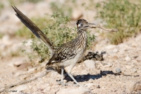 Road Runner