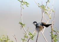 Black-tailed Gnatcatcher
