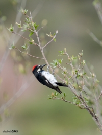 Acorn Woodpecker