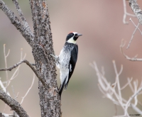 Acorn Woodpecker
