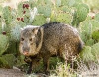 Javelina