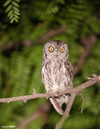 Western Screach Owl