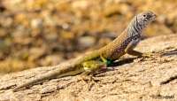 Southwestern earless lizard (Cophosaurus texanus), Big Be
