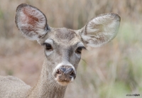 White-Tailed Deer