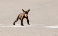 Black Bear Cub