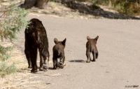 Mum and Two Cubs