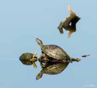 turtles
