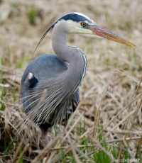 20110324-elg_0202-edit