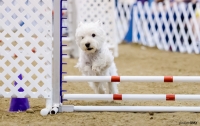 Reliant Center Dog Show 2