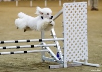 Reliant Center Dog Show 6