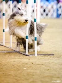Reliant Center Dog Show 12