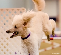 Reliant Center Dog Show 17