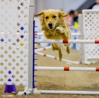 Reliant Center Dog Show 18