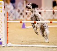 Reliant Center Dog Show 24