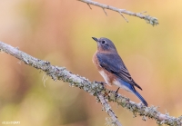 Bluebird 1