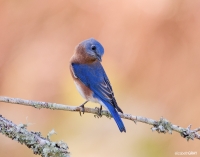 Bluebird 2