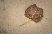 Poplar Leaf