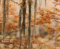 Spanish Moss