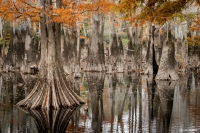 Cypress Reflections Parker's Lake
