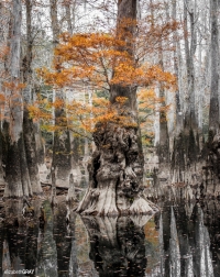 Old Cypress Parker's Lake