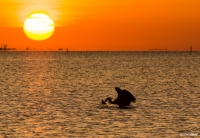 Great Blue Heron at Sunset