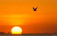 Forster's Tern at Sunset