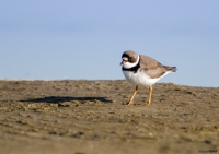Plover