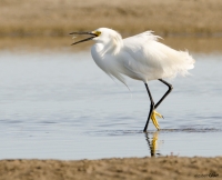 Snowy Egret with Fish