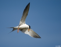 Forster's Tern Diving