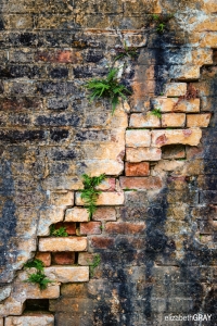 Life in the Cracks