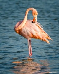 The Galapagos Islands