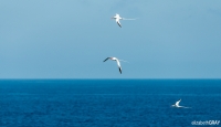 0468_LIZ_4332-Edit